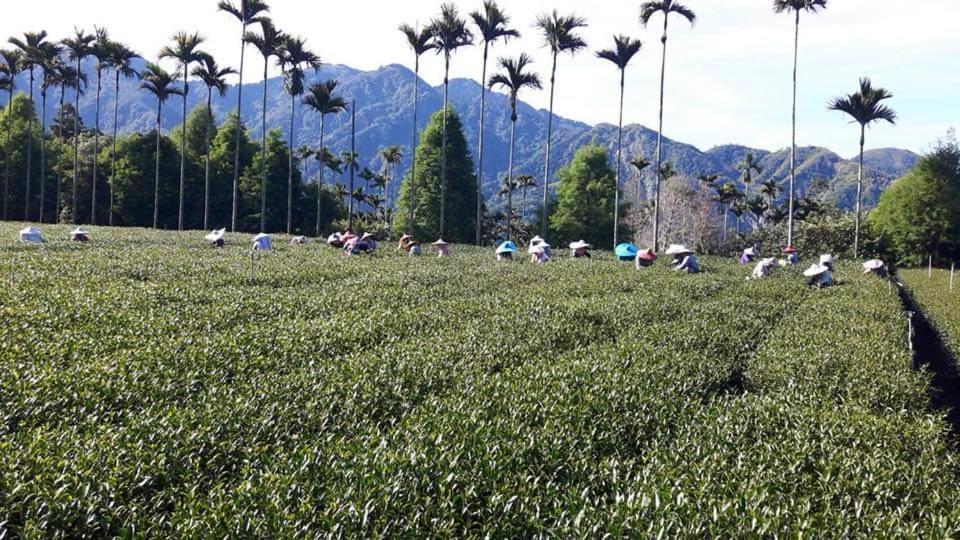 Riley Ming Xuan B&B Meishan Exteriör bild